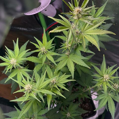 Purple Lemonade auto growlog timeline photo