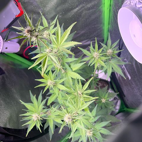 Purple Lemonade auto growlog timeline photo