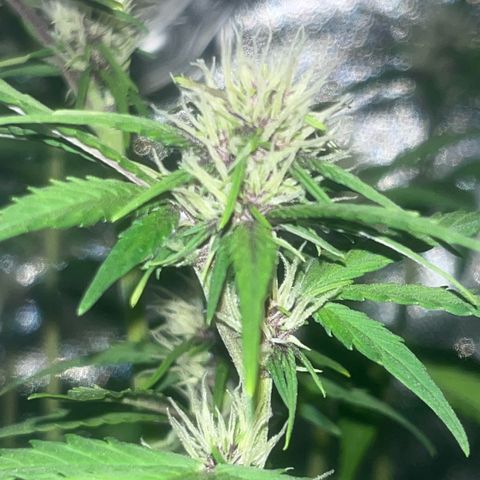 Purple Lemonade auto growlog timeline photo