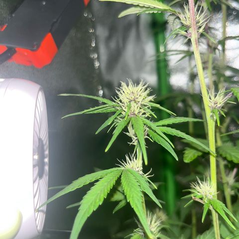 Purple Lemonade auto growlog timeline photo