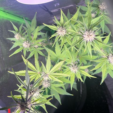 Purple Lemonade auto growlog timeline photo