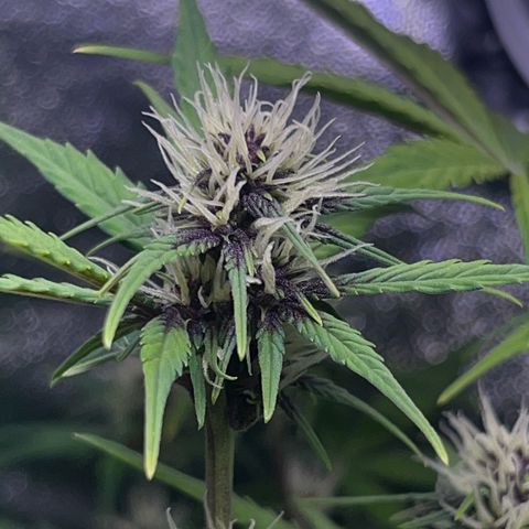 Purple Lemonade auto growlog timeline photo