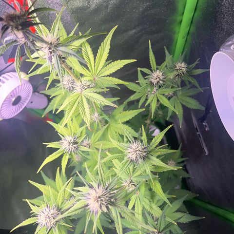 Purple Lemonade auto growlog timeline photo