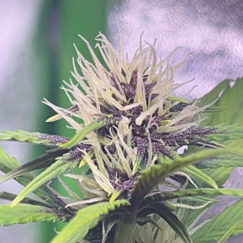 Purple Lemonade auto growlog timeline photo