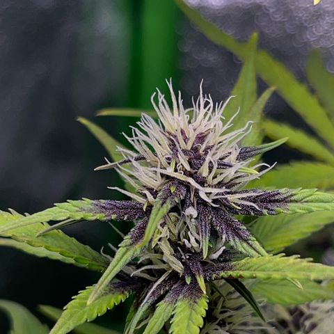 Purple Lemonade auto growlog timeline photo