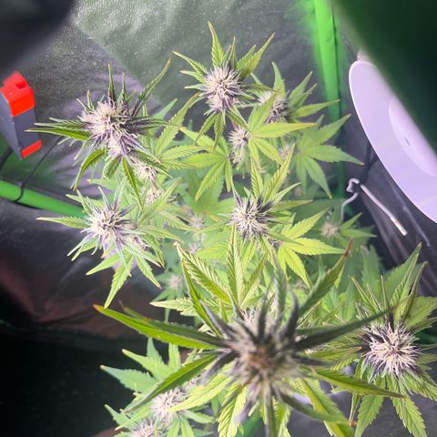 Purple Lemonade auto growlog timeline photo