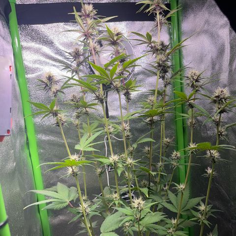 Purple Lemonade auto growlog timeline photo
