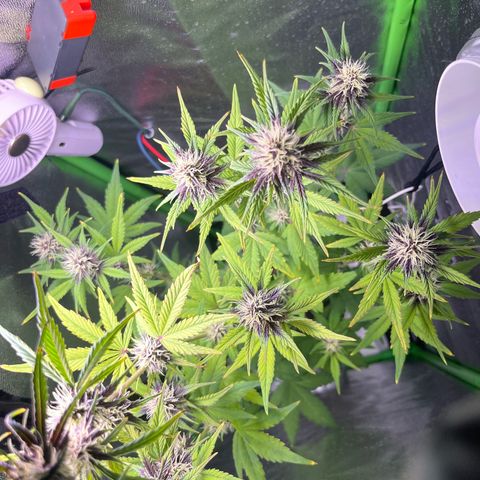Purple Lemonade auto growlog timeline photo