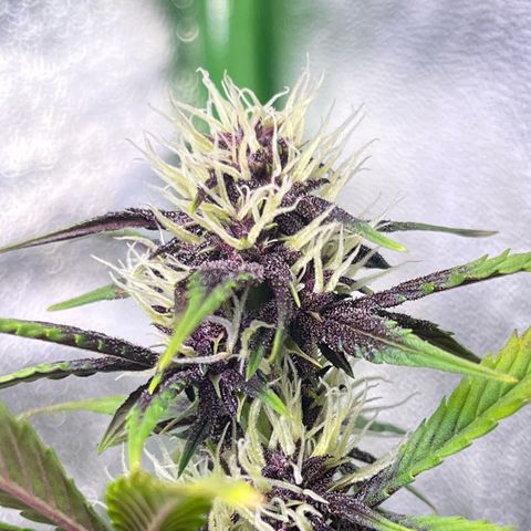 Purple Lemonade auto growlog timeline photo