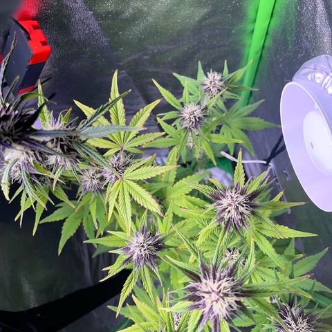 Purple Lemonade auto growlog timeline photo