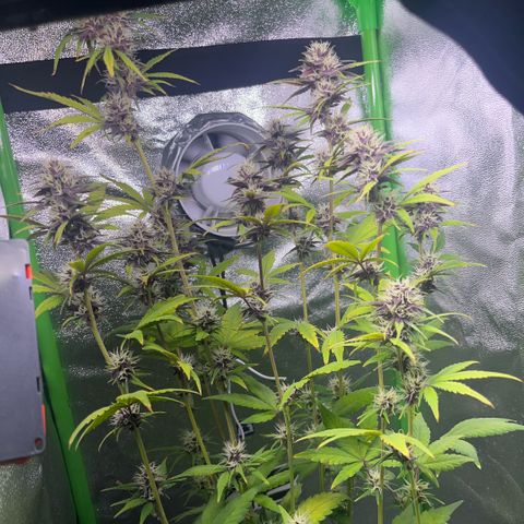 Purple Lemonade auto growlog timeline photo