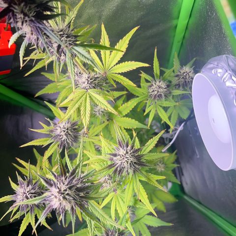 Purple Lemonade auto growlog timeline photo