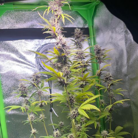 Purple Lemonade auto growlog timeline photo