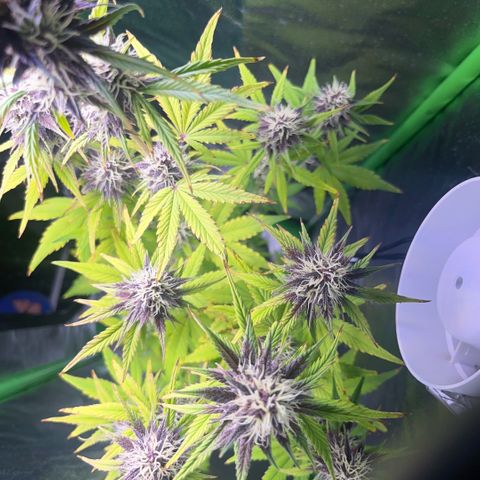 Purple Lemonade auto growlog timeline photo