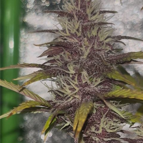 Purple Lemonade auto growlog timeline photo