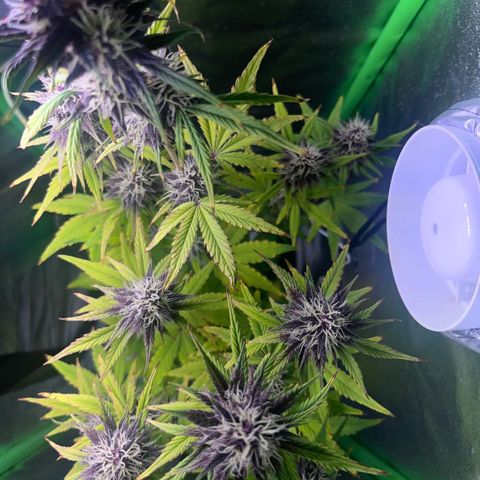 Purple Lemonade auto growlog timeline photo