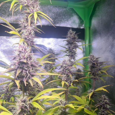 Purple Lemonade auto growlog timeline photo