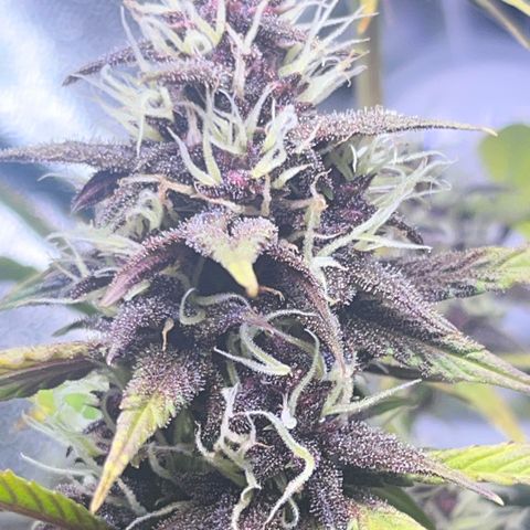 Purple Lemonade auto growlog timeline photo
