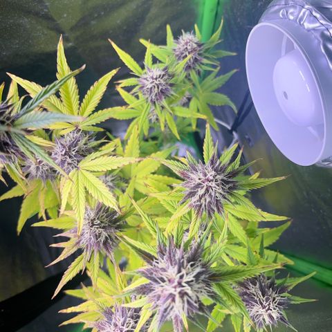 Purple Lemonade auto growlog timeline photo