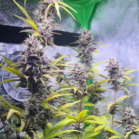 Purple Lemonade auto growlog timeline photo