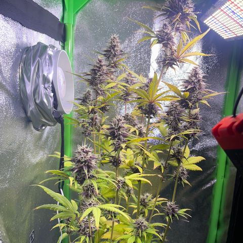 Purple Lemonade auto growlog timeline photo