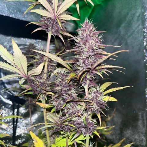 Purple Lemonade auto growlog timeline photo