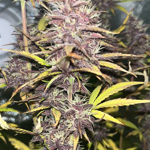 Purple Lemonade auto growlog timeline photo