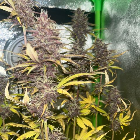 Purple Lemonade auto growlog timeline photo