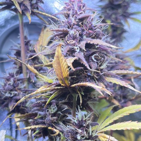 Purple Lemonade auto growlog timeline photo
