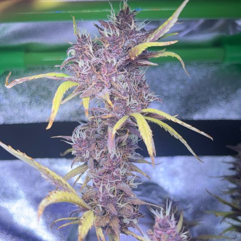 Purple Lemonade auto growlog timeline photo
