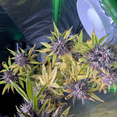 Purple Lemonade auto growlog timeline photo