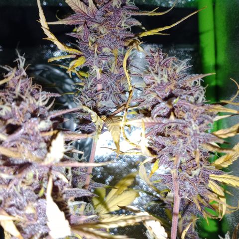 Purple Lemonade auto growlog timeline photo