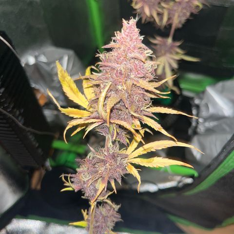 Purple Lemonade auto growlog timeline photo