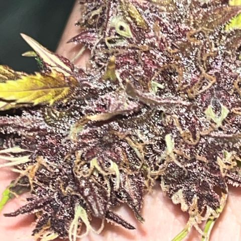 Purple Lemonade auto growlog timeline photo