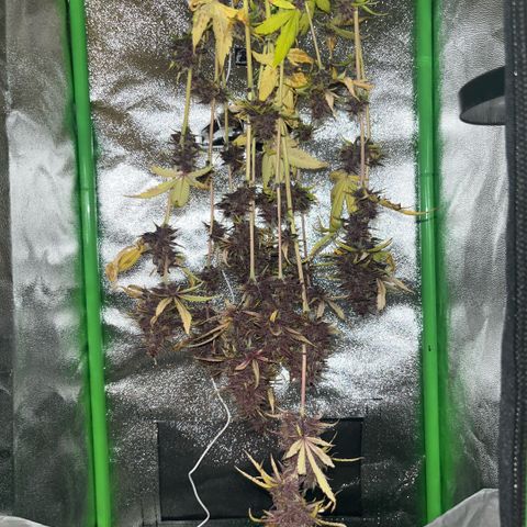 Purple Lemonade auto growlog timeline photo