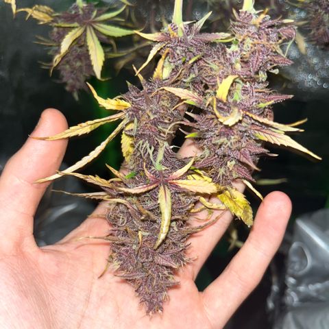 Purple Lemonade auto growlog timeline photo