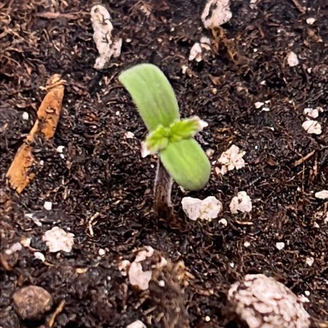 Lucky  growlog timeline photo