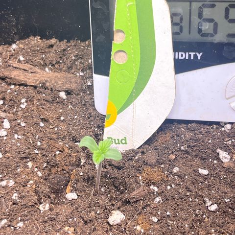 Lucky  growlog timeline photo