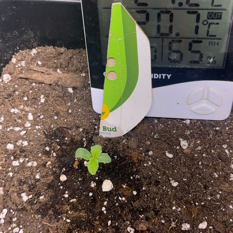 Lucky  growlog timeline photo