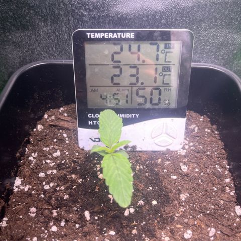 Lucky  growlog timeline photo