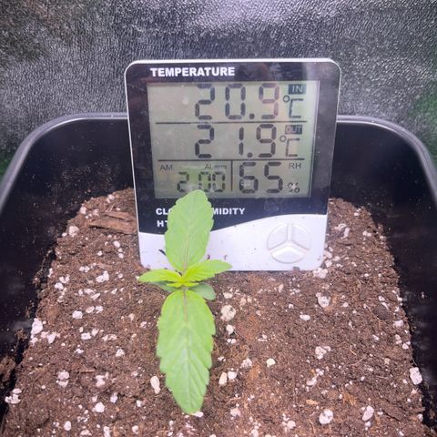 Lucky  growlog timeline photo
