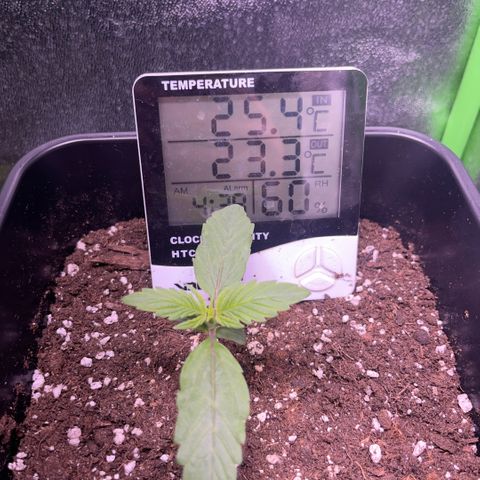 Lucky  growlog timeline photo