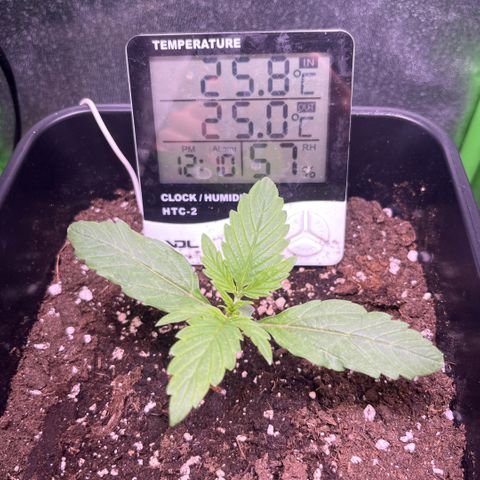 Lucky  growlog timeline photo