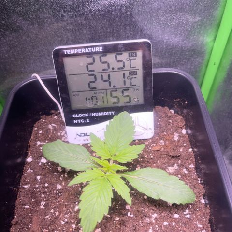 Lucky  growlog timeline photo