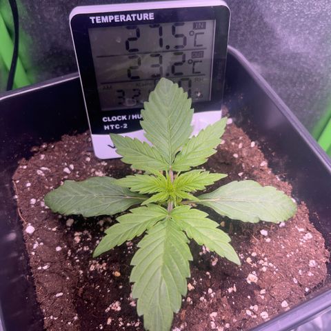 Lucky  growlog timeline photo