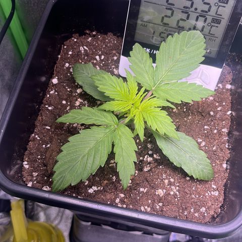 Lucky  growlog timeline photo