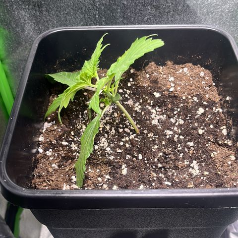 Lucky  growlog timeline photo