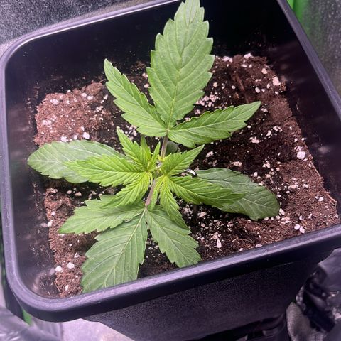 Lucky  growlog timeline photo