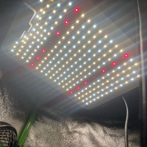 Lucky  growlog timeline photo