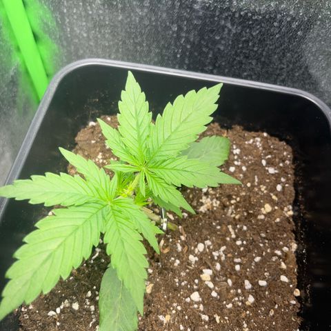 Lucky  growlog timeline photo